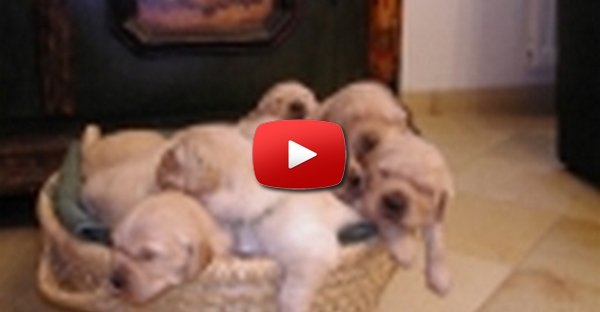 Cachorrinhos 2